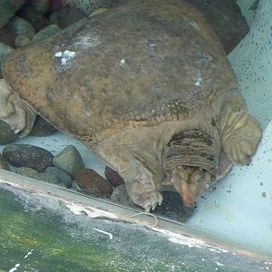 Florida Soft-shelled Turtle