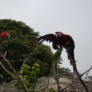 Red and Green Macaws