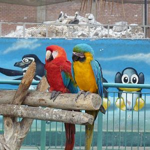 Macaws