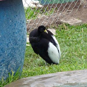Pale-winged trumpeter
