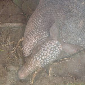 Nine-banded Armadillo