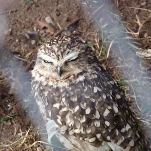 Burrowing owl