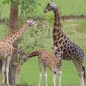 Giraffes at the Browse