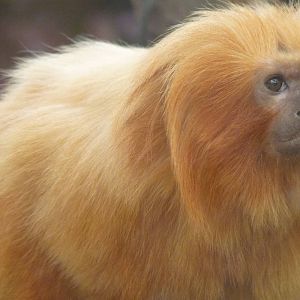 Golden Lion Tamarin