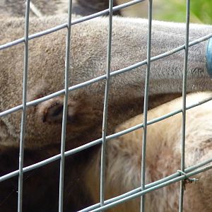 Antonio the Giant Anteater