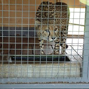 Cheetah in Housing