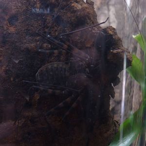 Tailless Whip Scorpion