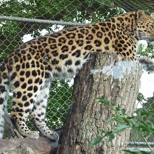 Kaia the Amur Leopard