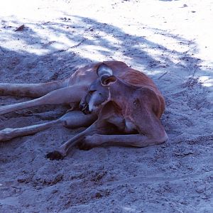 Red Kangaroo
