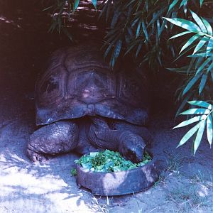 Aldabra Tortoise