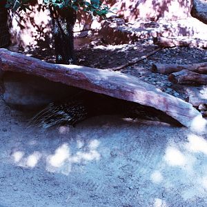 Crested Porcupine