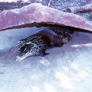 Crested Porcupine