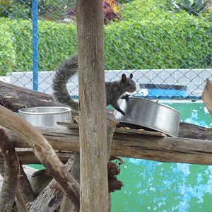 Thieving Guayaquil Squirrel