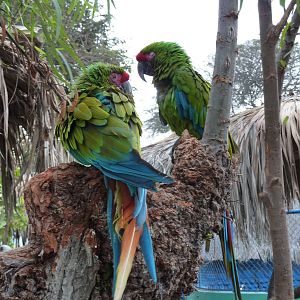 Military Macaws