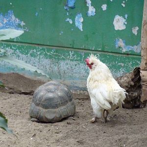 The tortoise and the hen