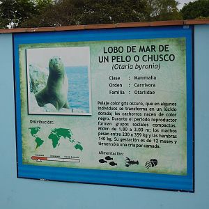 Sealion sign