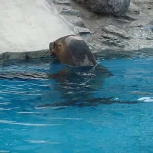 Patagonian Sealion