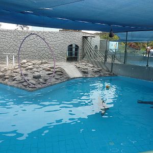 Patagonian Sealions enclosure