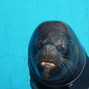Patagonian Sealion bull