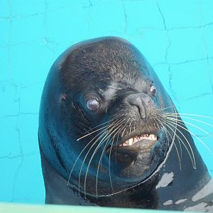 Patagonian Sealion bull