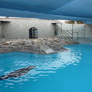 Patagonian Sealion enclosure