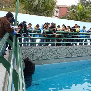 Bull Patagonian Sealion