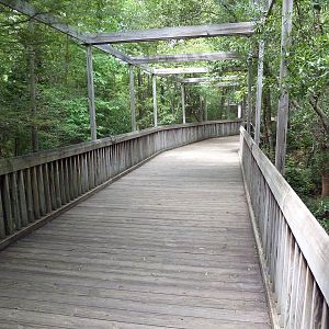 Cypress Swamp - Boardwalk
