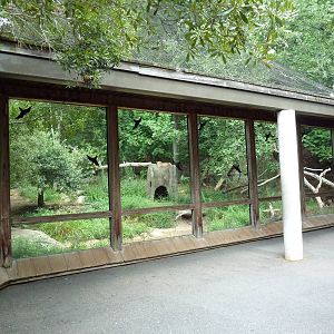 Cougar Exhibit