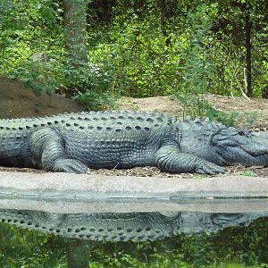 Alligator