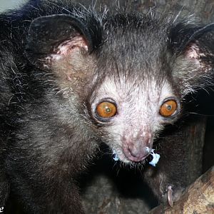 Aye-aye (Daubentonia madagascariensis)