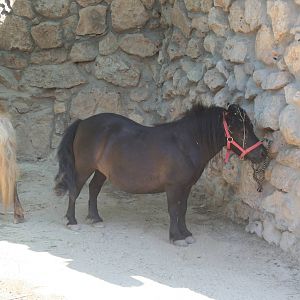 miniature horses