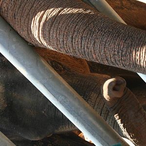 gabby the baby elephant -4 years old