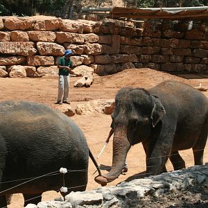 elephant training show