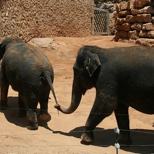 elephant training show