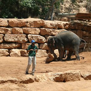 elephant training show