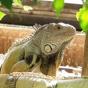 Green Iguana