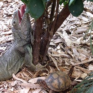 Green Iguana and Yellow Footed Tortoise