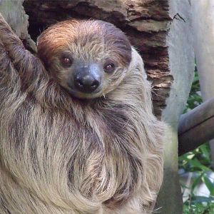 Linne's two toed sloth