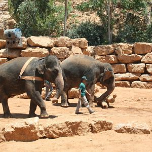 elephant training show