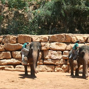 elephant training show