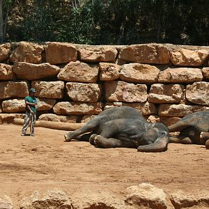 elephant training show