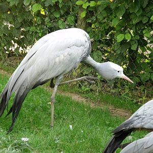Blue Crane