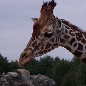 Reticulated Giraffe