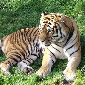 Igor Amur/Siberian Tiger