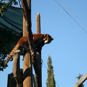 siamon the red panda