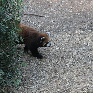 simon the red panda