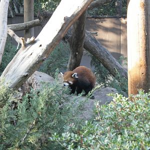 siamon the red panda