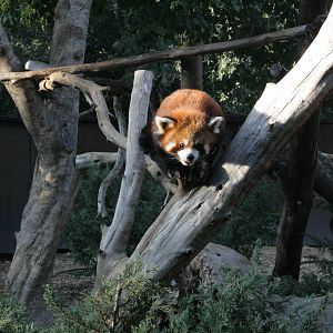 siamon the red panda