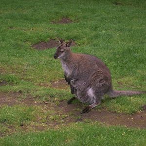 Bennetts Wallaby and Joey