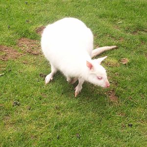Albino Wallaby